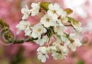 Blossom